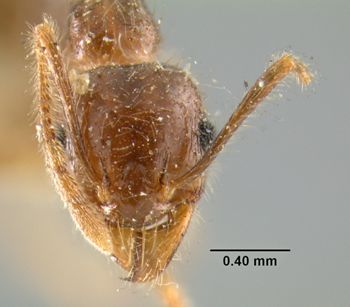 Media type: image;   Entomology 20666 Aspect: head frontal view